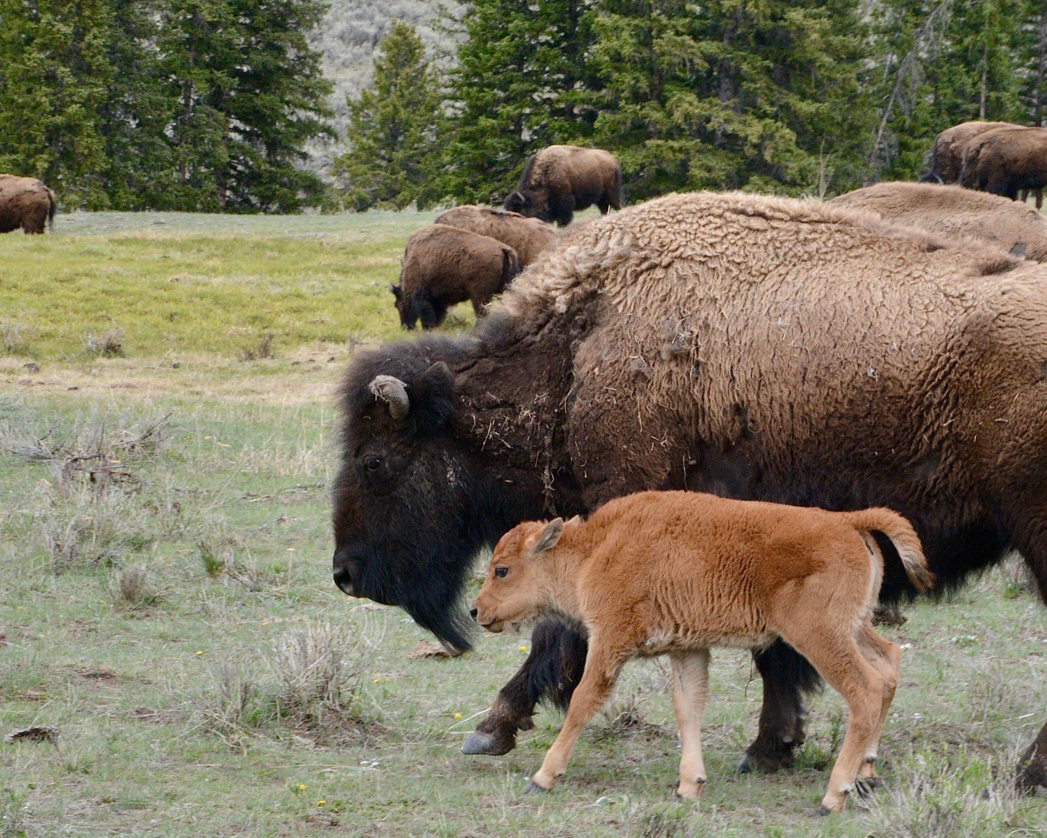 Herd of bison, featured on a newborn spring baby and its mother, capture in Jackson Hole by wildlife seeker and local photographer Stephanie Pidcock.